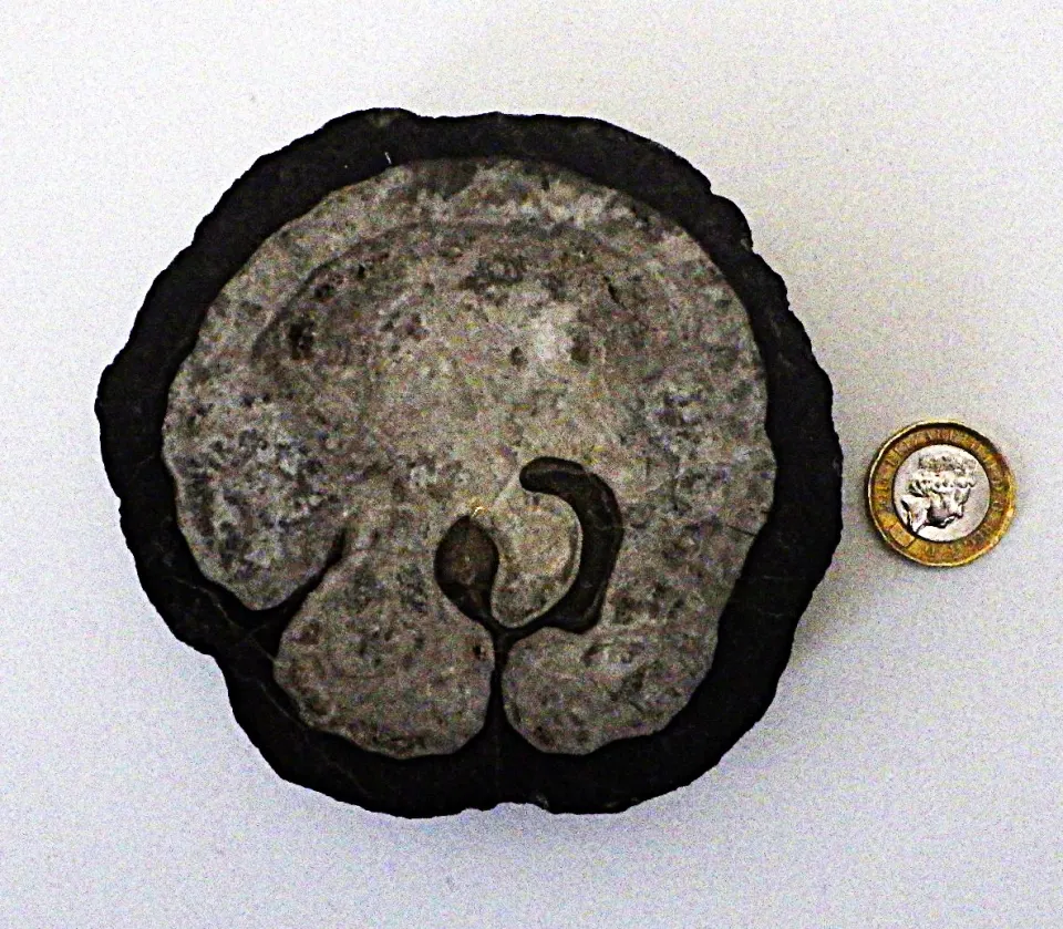 A Fossil Vaccinites From Greece 100 Million Years Old