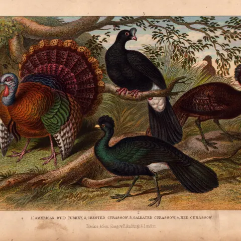 American Wild Turkey, Curassow, 4 Species Antique Goldsmith Engraving -23.