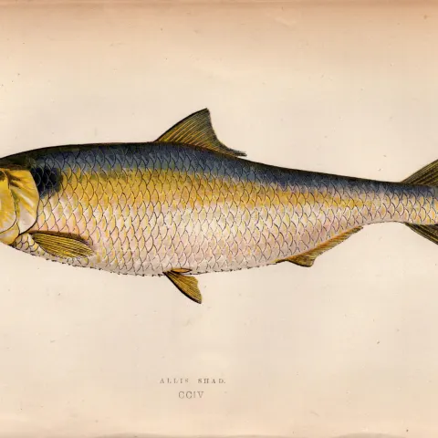 Allis Shad 1869 Antique Johnathan Couch Coloured Fish Engraving.