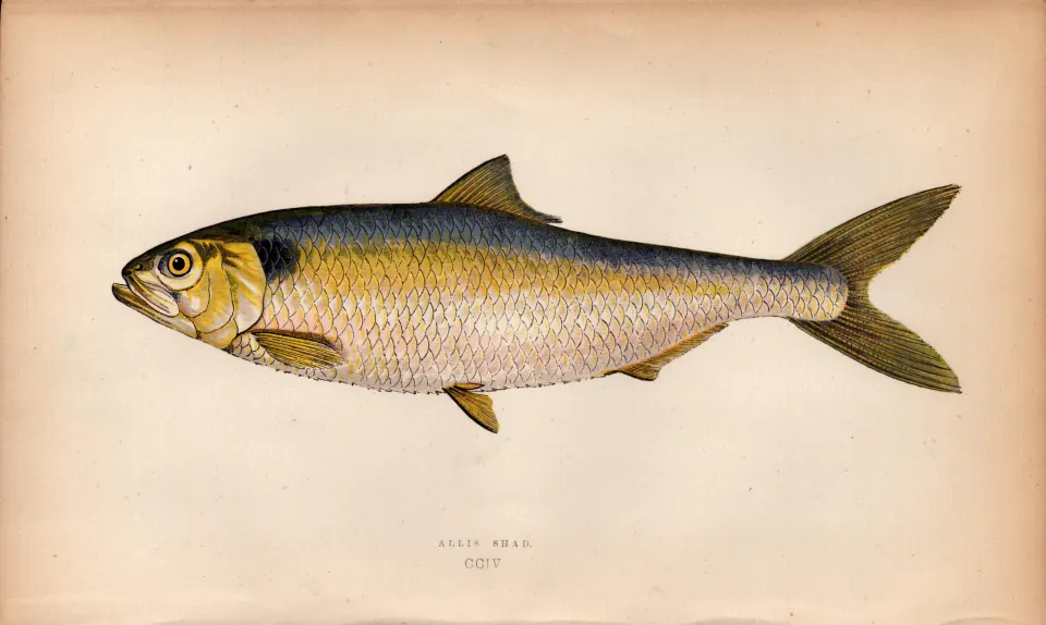 Allis Shad 1869 Antique Johnathan Couch Coloured Fish Engraving.