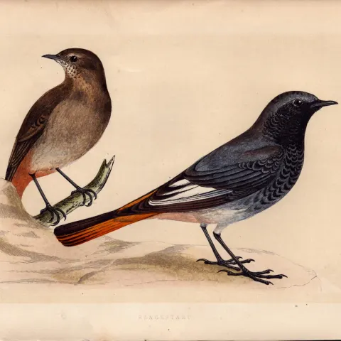 Blackstart Rev Morris Antique History of British Birds Engraving.