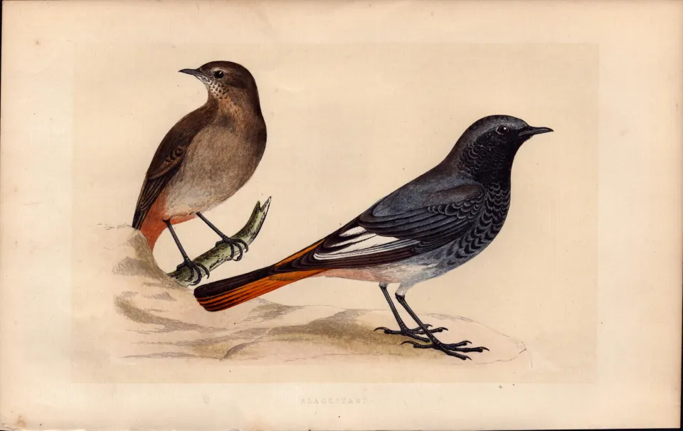 Blackstart Rev Morris Antique History of British Birds Engraving.