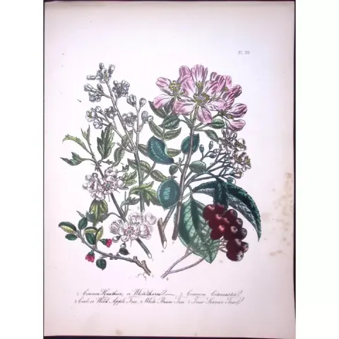 Rare 165-Yr-Old Antique Wildflower Gilt-Edged Illustration Jane Webb Loudon-35-A