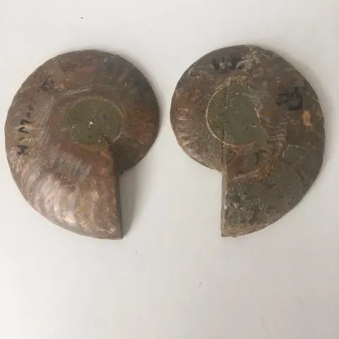 Fossil Shell, Ammonite (Perispimctes) Madagascan, 7x2, Full Medium, Polished, 200 Million Years