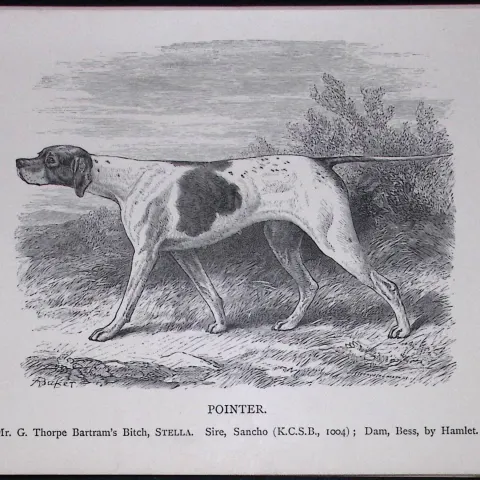 The Pointer British Dogs by Hugh Dalziel 1889 Antique Book Plate-27