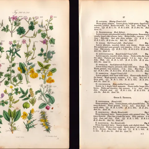 Sowerby Antique Cranesbill, Herb Robert, Shamrock, Wood Sorrel, Gorse,-14 Set-2.