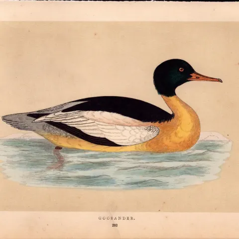 Goosander  Rev Morris Antique History of British Birds Engraving.