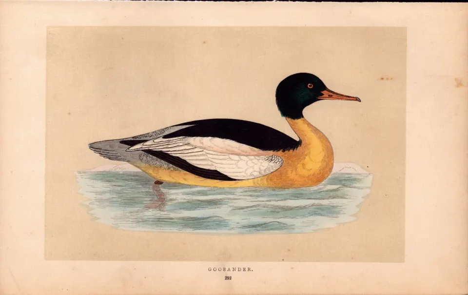 Goosander  Rev Morris Antique History of British Birds Engraving.