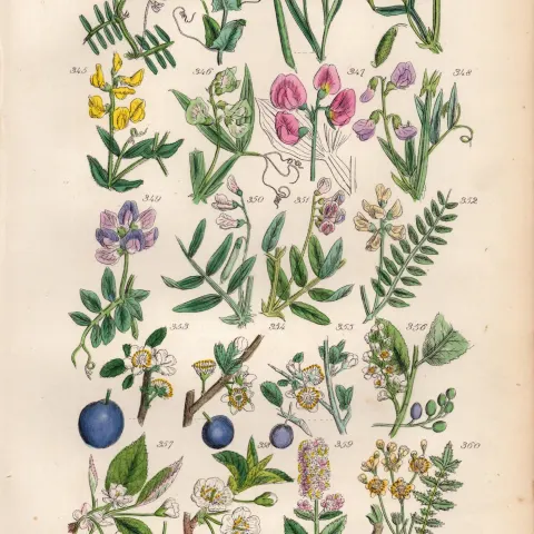 Sowerby Antique Everlasting Pea, Sweet Pea, Plum, Sloe, Cherry, Blackthorn`-18.