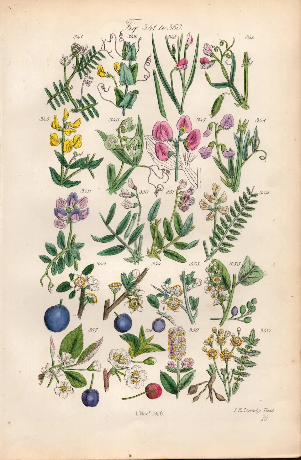 Sowerby Antique Everlasting Pea, Sweet Pea, Plum, Sloe, Cherry, Blackthorn`-18.