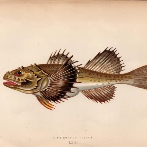 Four-Horned Cottus 155 Years-Old  Antique Johnathan Couch Coloured Fish Engraving.
