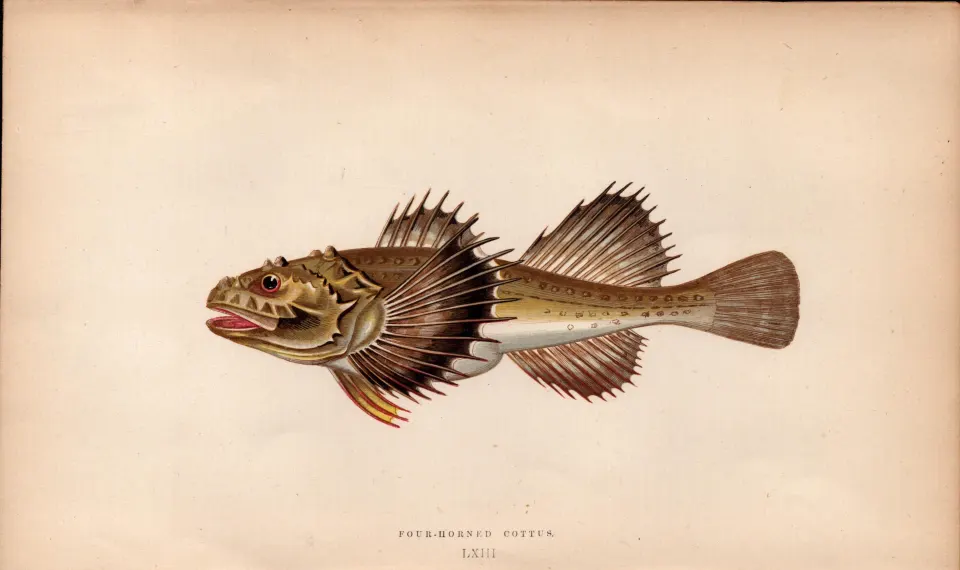 Four-Horned Cottus 155 Years-Old  Antique Johnathan Couch Coloured Fish Engraving.