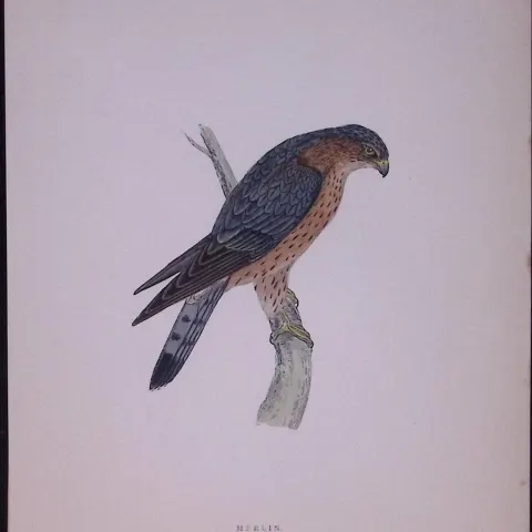 Merlin Rev Morris Antique History of British Birds 130 Years-Old Engraving-24
