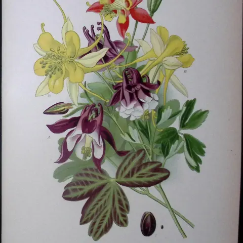 Columbines Edward Step Rare Antique Botanical Book Plate-9
