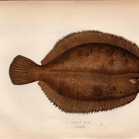 Smear Dab Antique Johnathan Couch Coloured Fish Engraving.