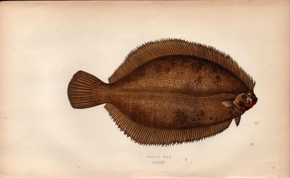 Smear Dab Antique Johnathan Couch Coloured Fish Engraving.