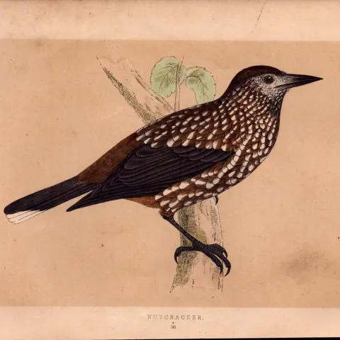 Nutcracker Rev Morris Antique History of British Birds Engraving.