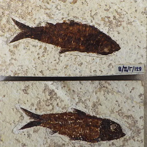 Pair of Extinct Fossil Fishes From USA 50 m.y.o.