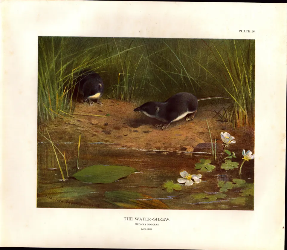 The Water-Shrew at Play Rare Limited-Edition Coloured Antique Print-55.