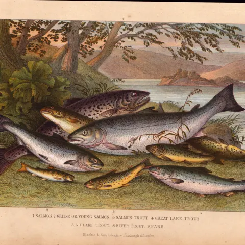 Salmon & Trout 9 Species Antique Hand Coloured Oliver Goldsmith Engraving -33.