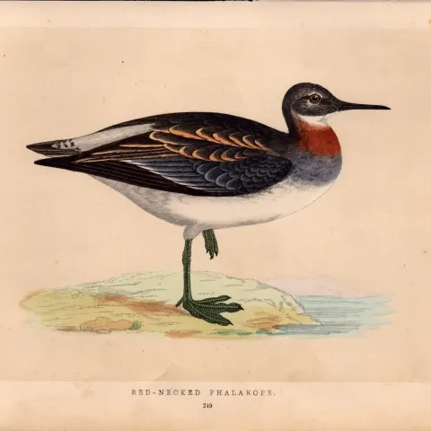Red Necked Phalarope Rev Morris Antique History of British Birds Engraving.
