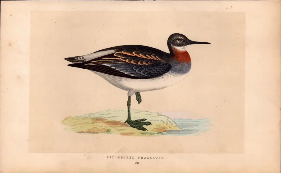 Red Necked Phalarope Rev Morris Antique History of British Birds Engraving.