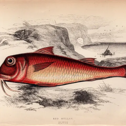 Red Mullet 1869 Antique Johnathan Couch Coloured Engraving.