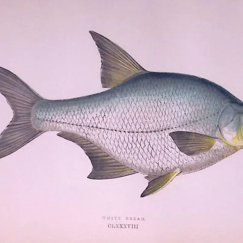 White Bream Fish  Scarce Antique 1877 J. Couch Woodblock Engraving-26