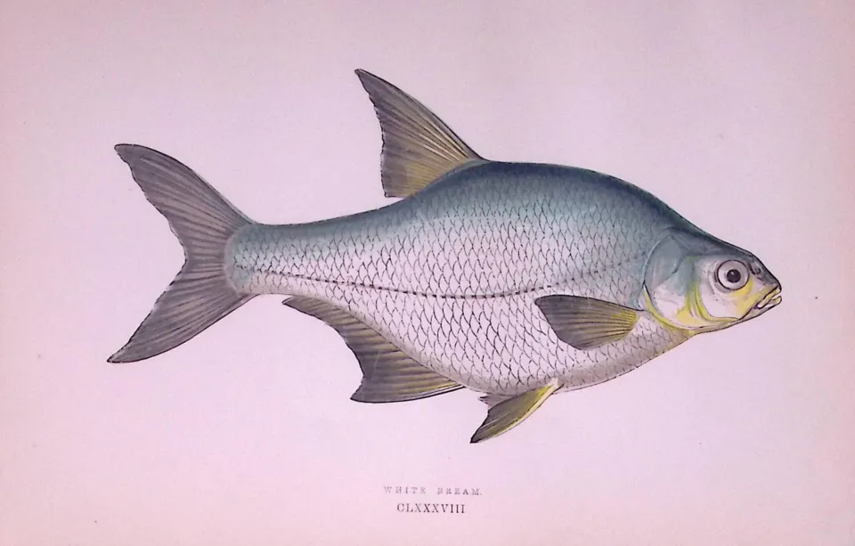 White Bream Fish  Scarce Antique 1877 J. Couch Woodblock Engraving-26