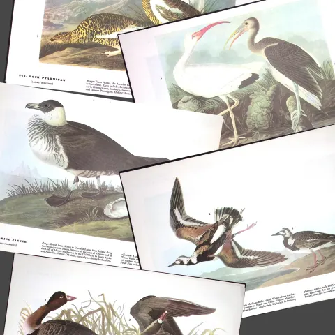 Job-Lot John James Audubon Birds of America 72-Year-Old Coloured Book Plates-15