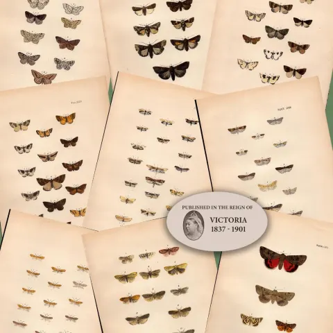 Job Lot Rev Morris British Moths 1896 Antique Hand-Coloured Lithographs -1.