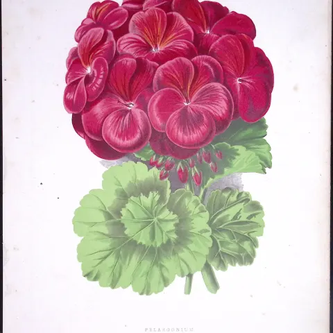 Scented Pelargonium Flower Antique Shirley Hibbard Greenhouse Coloured Print-15