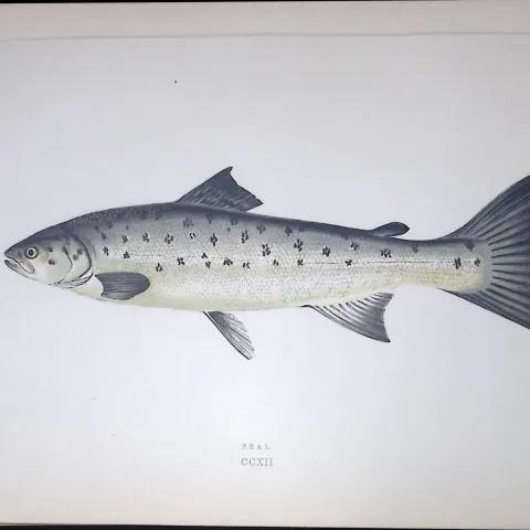 Peal Fish Scarce Antique 1877 J. Couch Woodblock Engraving-38a