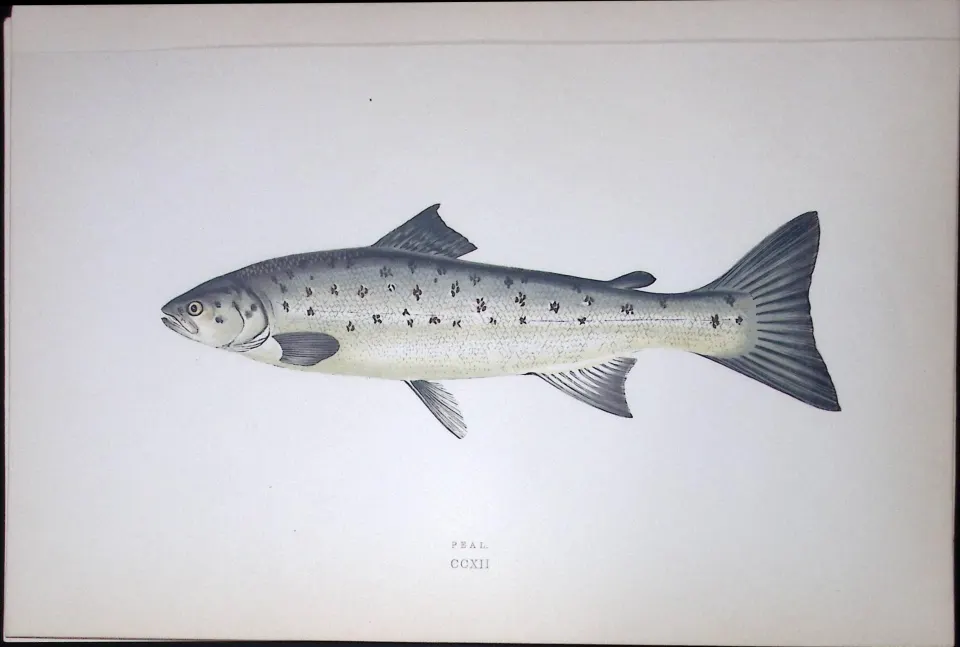Peal Fish Scarce Antique 1877 J. Couch Woodblock Engraving-38a