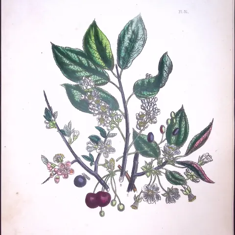 165-Yr-Old Antique Wildflower Gilt-Edged Illustration Jane Webb Loudon-31-A