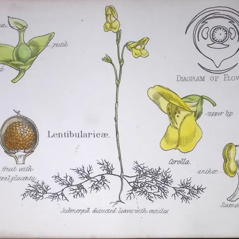 Lentibularieae Botanical Flower Diagram Rare Antique First Edition Illustration-64