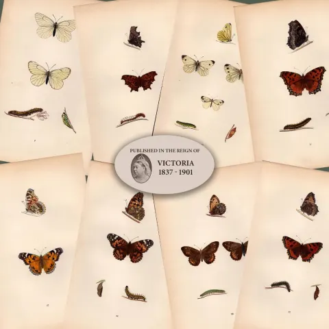 Collection of 8 Antique 129 Years-Old Rev Morris Butterflies Woodblock Engravings-2.