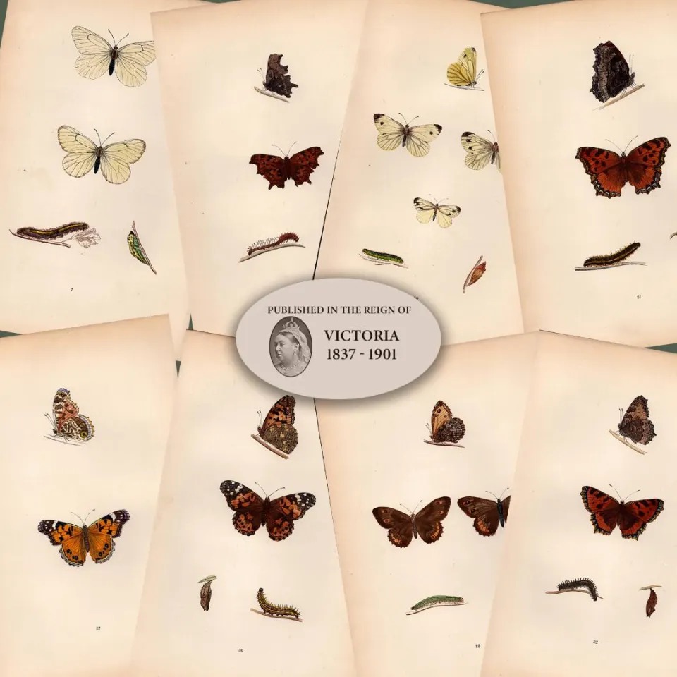 Collection of 8 Antique 129 Years-Old Rev Morris Butterflies Woodblock Engravings-2.