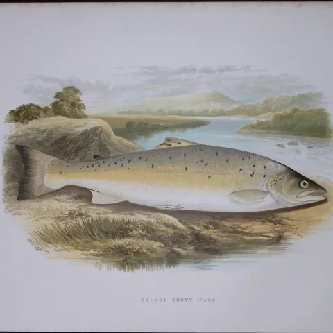 Salmon Trout (Var) Rev Houghton British Freshwater Fish 1879 Scarce Wood Engraving-21