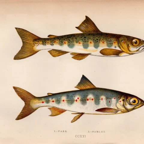 Parr & Samlet Trout Antique Johnathan Couch Coloured Fish Engraving.