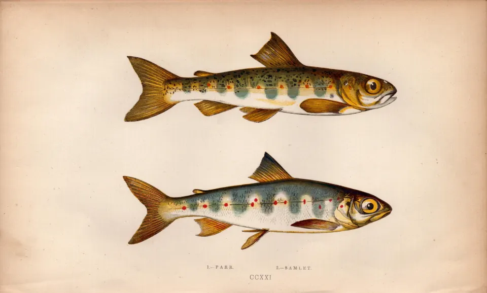 Parr & Samlet Trout Antique Johnathan Couch Coloured Fish Engraving.