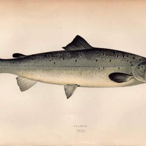 Salmon Antique Johnathan Couch Coloured Fish Engraving.
