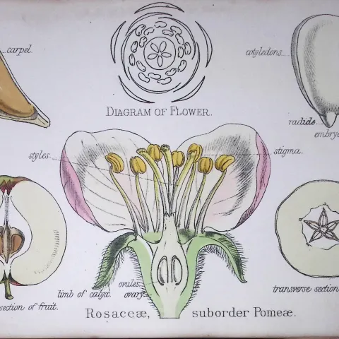 The Rose Family Botanical Flower Diagram Rare Antique First Edition Illustration-29