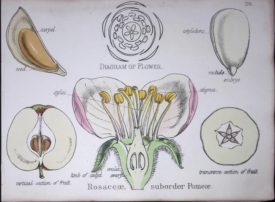 The Rose Family Botanical Flower Diagram Rare Antique First Edition Illustration-29