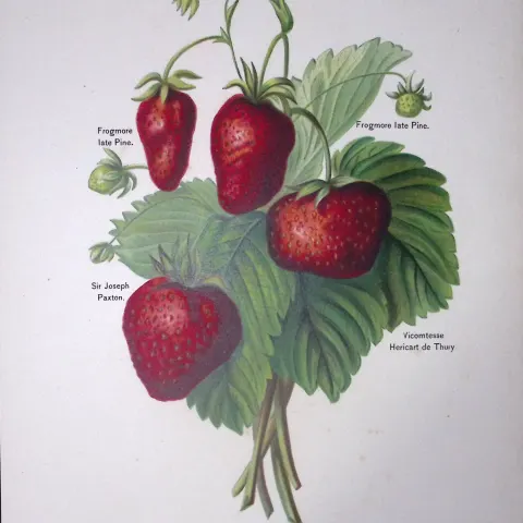 Strawberries  Sir Joseph Paxton, Vicomtesse Hericart de Thury, Antique  May Rivers Illustration-1.