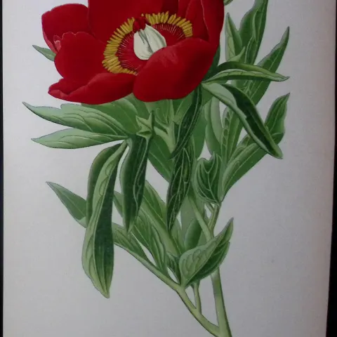 Common Peony Edward Step Rare Antique Botanical Book Plate-14