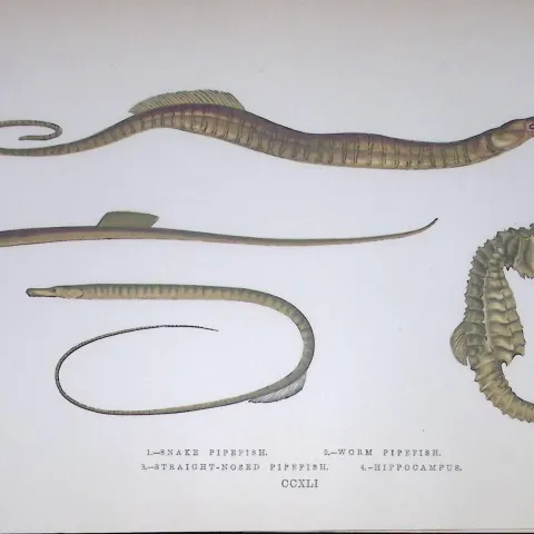 Snake & Worm Pipefish Fish Scarce Antique 1877 J. Couch Woodblock Engraving-151