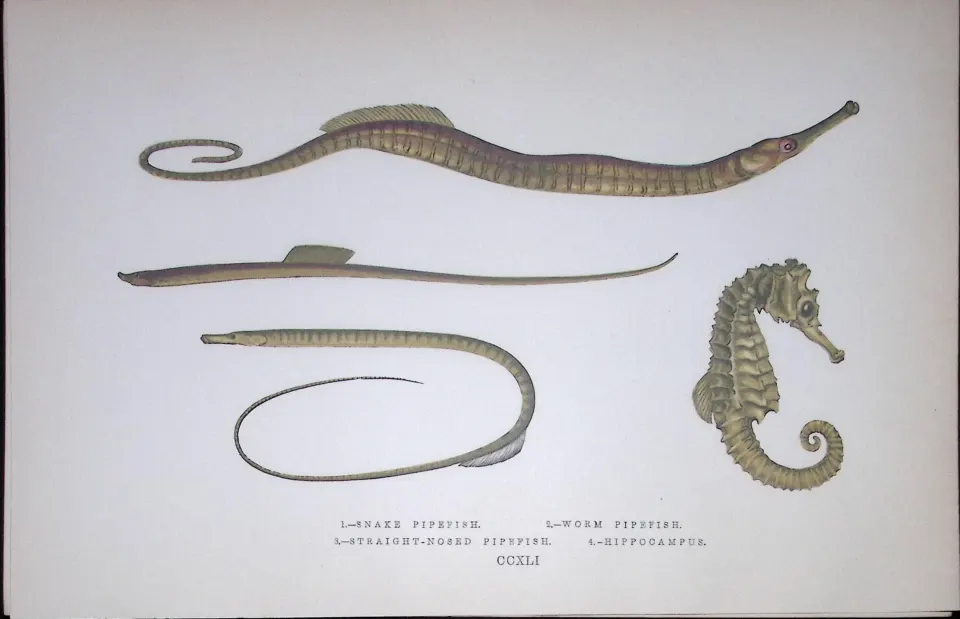 Snake & Worm Pipefish Fish Scarce Antique 1877 J. Couch Woodblock Engraving-151