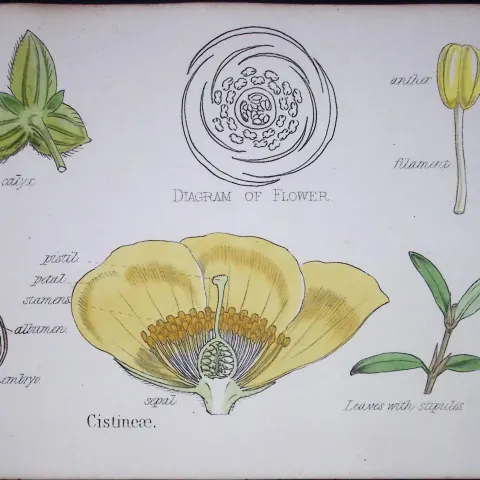 Cistneae Botanical Flower Diagram Rare Antique First Edition Illustration-8