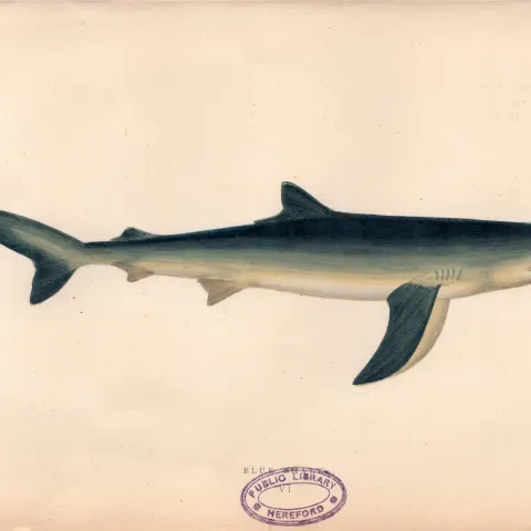 Blue Shark 1869 Antique Johnathan Couch Coloured Engraving.